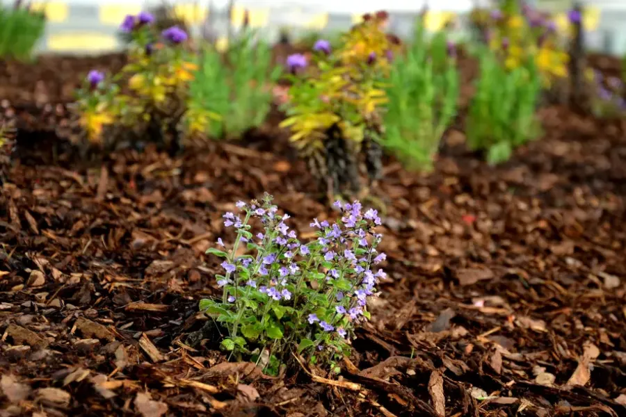 Mulching Tips For Weed Control In Your Garden Hazel Green, AL