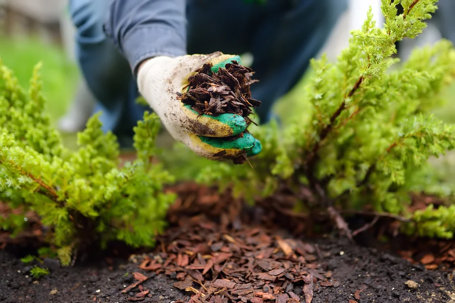 Mulching Tips For Weed Control In Your Garden in Hazel Green, AL
