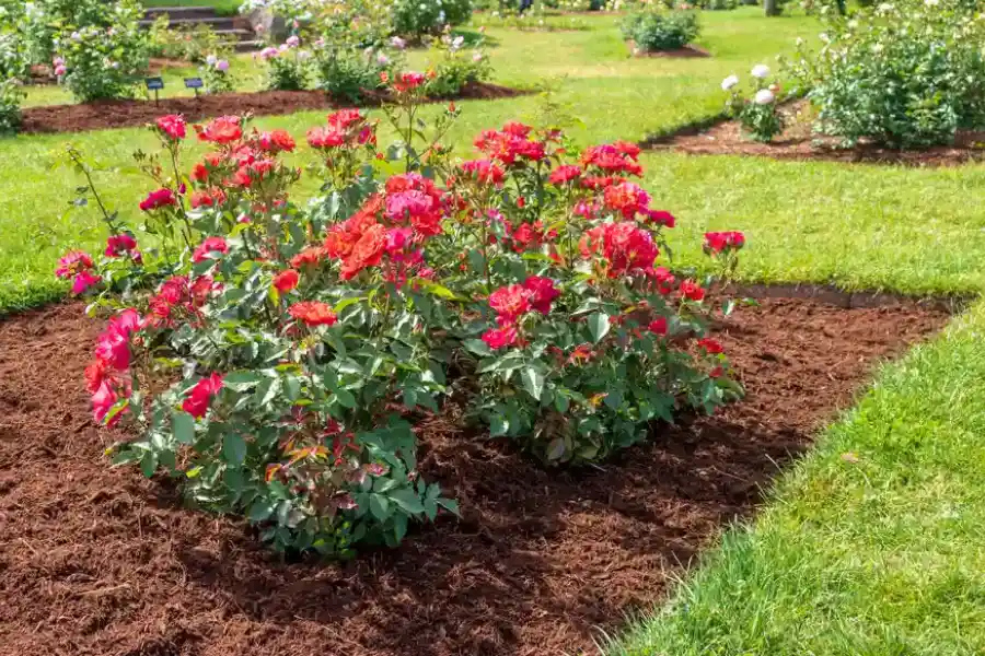 Understanding The Importance Of Mulch For Soil Retention in Hazel Green, AL